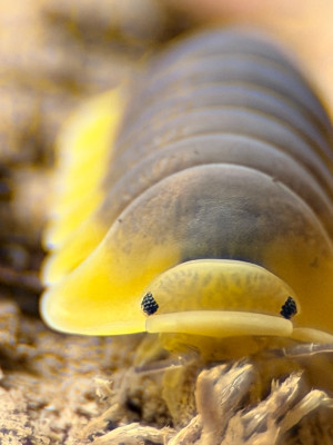 Cubaris sp.