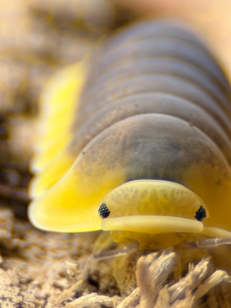 Cubaris sp.