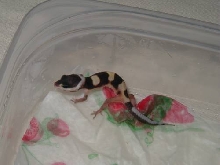 new hatchling