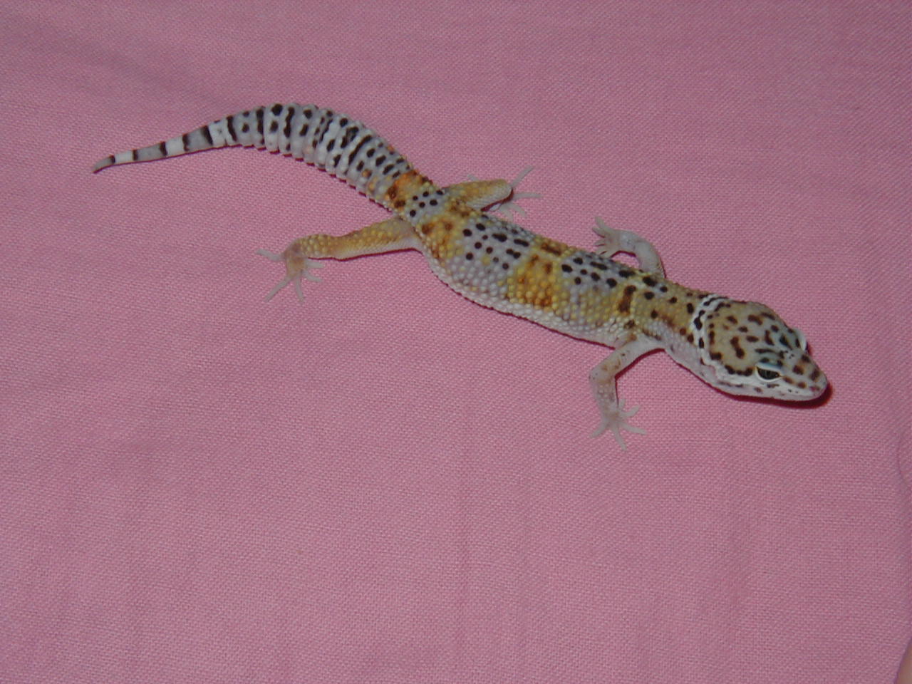 Zeus