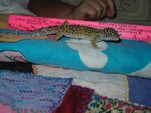 zeus at eight months