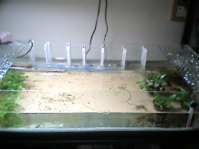 betta spawning tank
