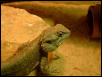 Agama ssp.