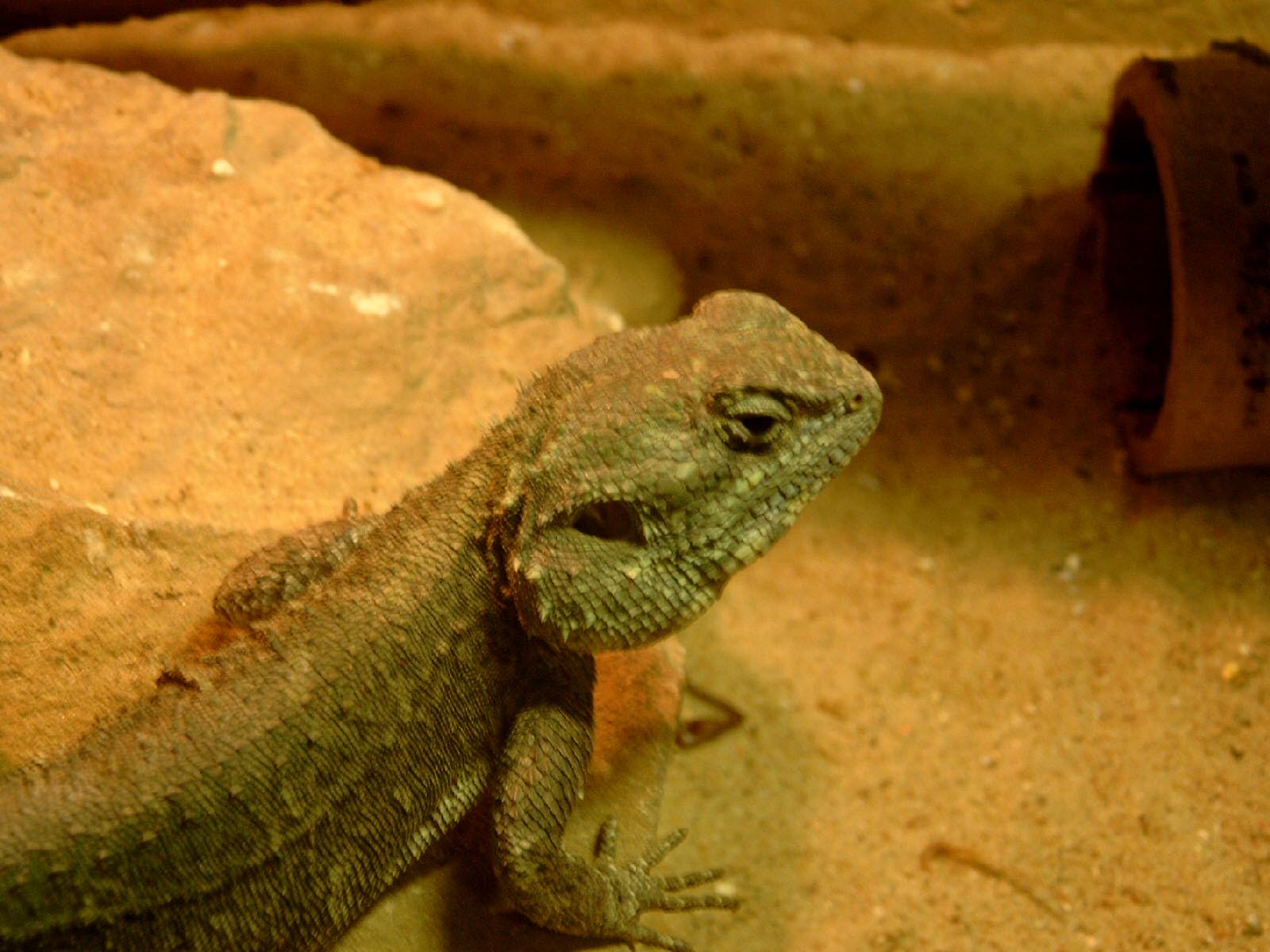 Agama ssp.