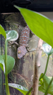 Smokey Gardens Herpetarium fam
