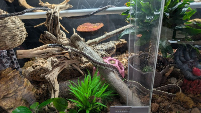 Smokey Gardens Herpetarium fam