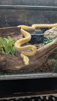 Smokey Gardens Herpetarium fam