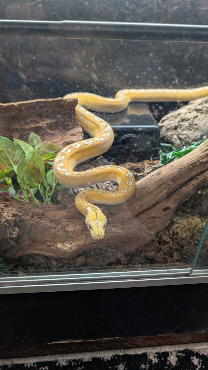 Smokey Gardens Herpetarium fam