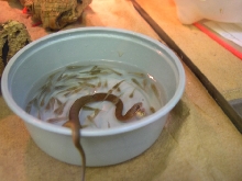 neonate mangrove eating