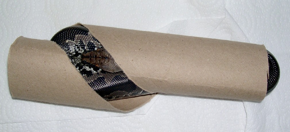 sumatran short tail out growing her hide
