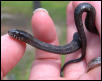 Baby black salt marsh mangrove