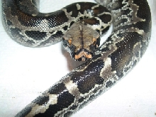 female black blood