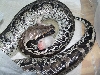 female sumatran short tail