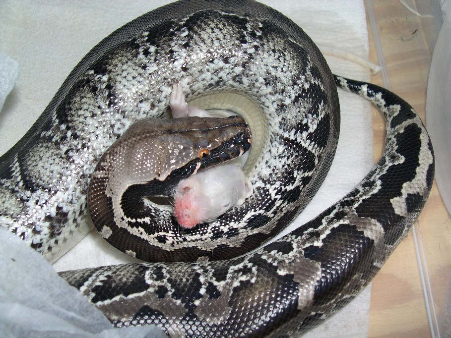 female sumatran short tail