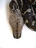 Sumatran short tail head closeup