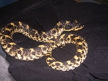 eastern hognose