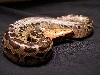 male sumatran short tail