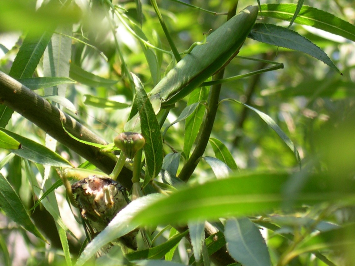 Mantid eating cicada
