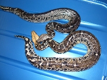 black blood pair