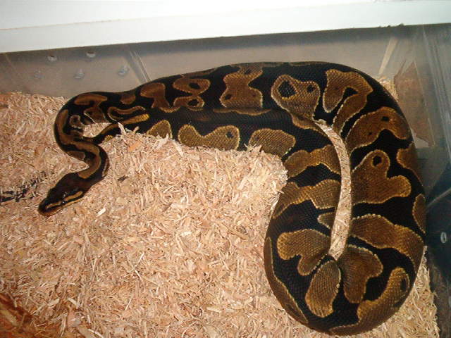 02 Female Ball Python