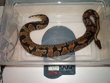 02 Female Ball Python