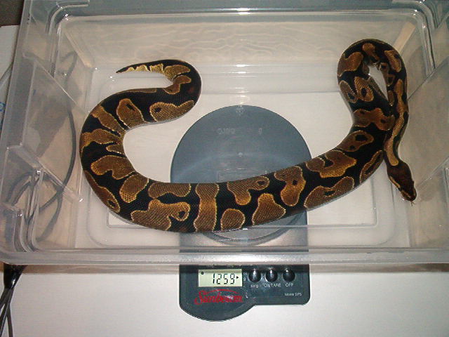02 Female Ball Python