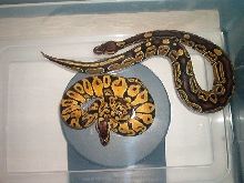 03 Pastel Jungle-Aberrant Black Back