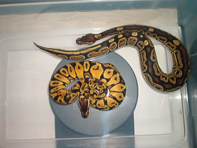 03 Pastel Jungle-Aberrant Black Back