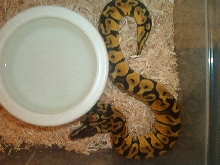 03 Male Pastel Graziani line