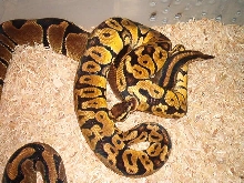 02 Female Reduced X 03 Pastel