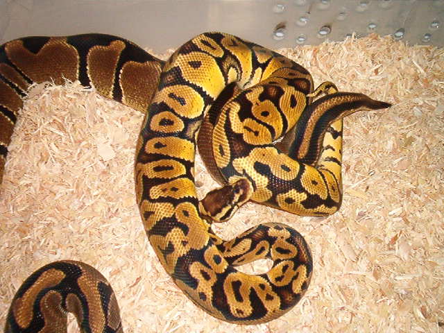 02 Female Reduced X 03 Pastel