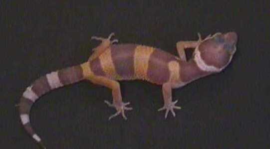 Abby as a baby