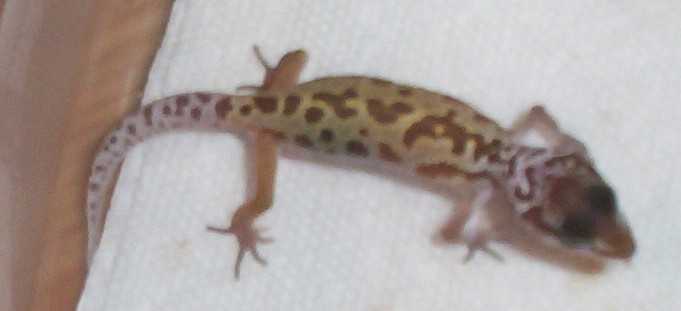 New Baby
