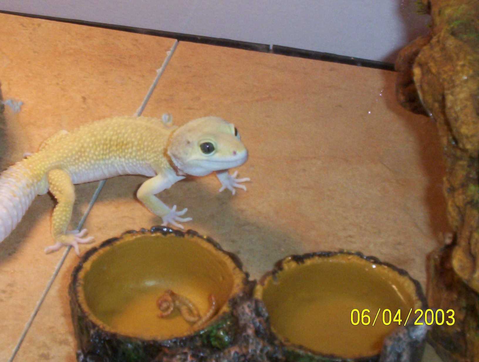 Leo enjoying his new cage