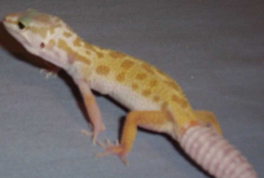 Baby