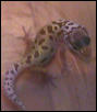 My first Hatchling