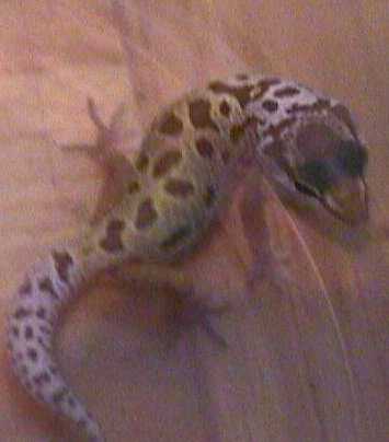My first Hatchling