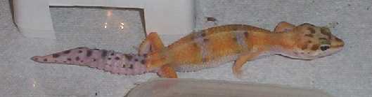 Chetto