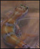 Chetto 20g