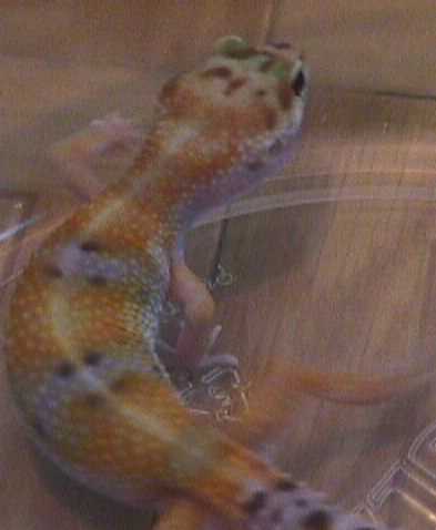 Chetto 20g