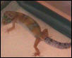 Chetto