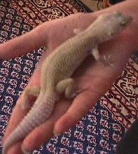 Lydia