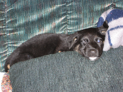 German Shepherd