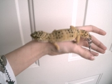 My leo "Gimpy"