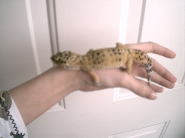 My leo "Gimpy"