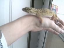 My leo "Gimpy"
