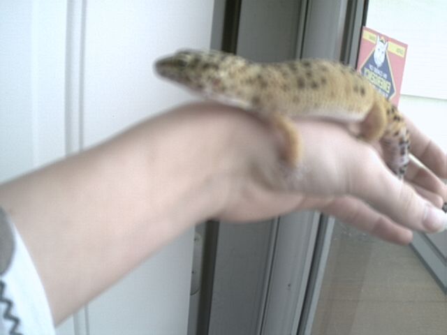 My leo "Gimpy"