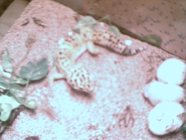 My Leo
