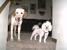 My dog "sandy