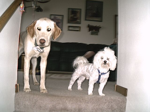 My dog "sandy